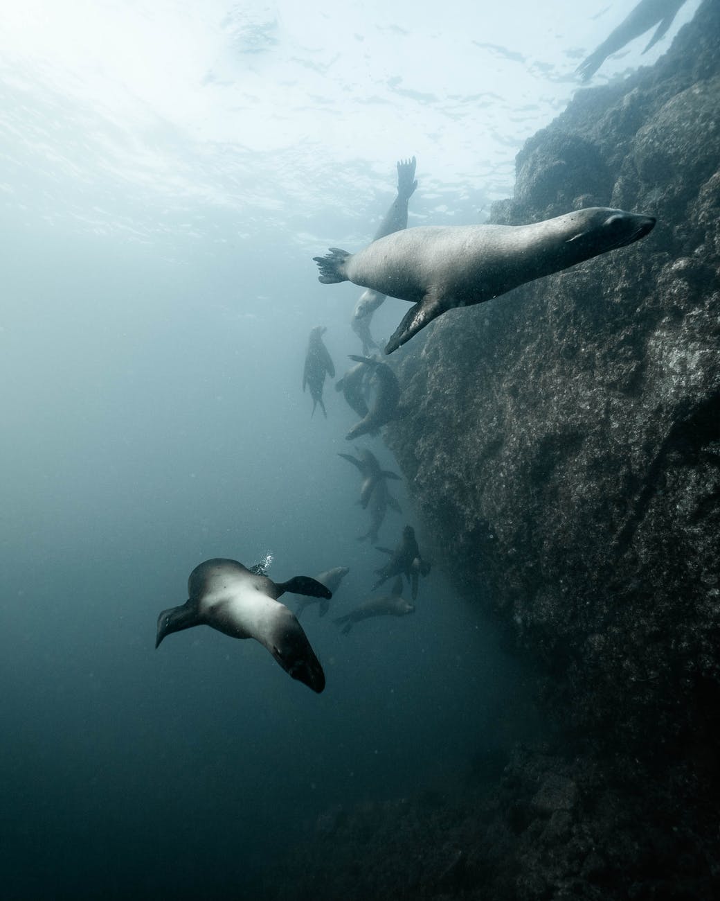 Selkies � The Forgotten�Seal-Men